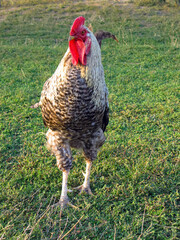 Proud rooster standing on a green grass lawn, close-up of a speckled cockerel with red comb on a farm field. Cottagecore style. © Nataly