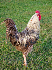 Proud rooster standing on a green grass lawn, close-up of a speckled cockerel with red comb on a farm field. Cottagecore style. © Nataly