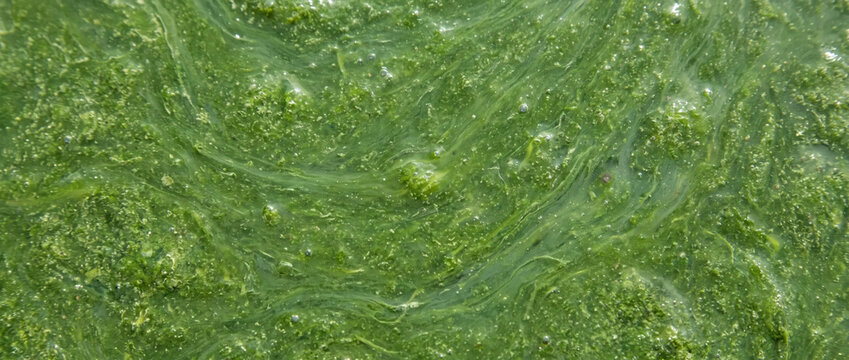 Green algae slime on pond water surface. Natural blooming cyanobacteria scum texture with swirling organic patterns