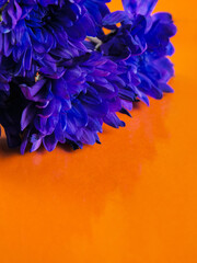 Obraz premium Vibrant purple flower blooms against bold orange background. Petals curl delicately, showcasing rich, saturated color. Composition leaves space for text or design elements. Ideal for creative projects