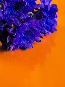Vibrant purple flower blooms against bold orange background. Petals curl delicately, showcasing rich, saturated color. Composition leaves space for text or design elements. Ideal for creative projects