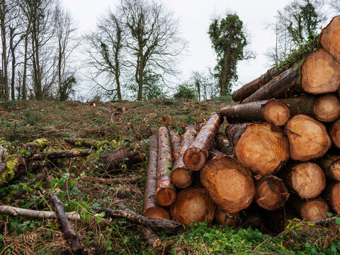 Stacked logs rest on muddy forest floor. Tall evergreen trees stand behind clearing. Scene shows recent logging activity. Ground wet, churned, with patches of grass. Use for environmental