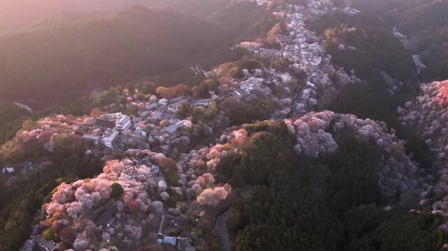Drone flying over Yoshino village surrounded by spring sakura cherry blossom trees at dusk