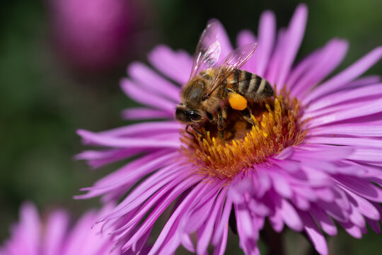 A small honeybee is perched on a purple aster, searching for pollen. You can see the pollen basket on its leg.