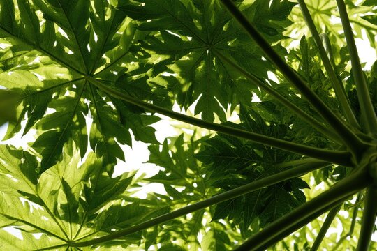 Sunlight shines through lush, green foliage from a low-angle perspective