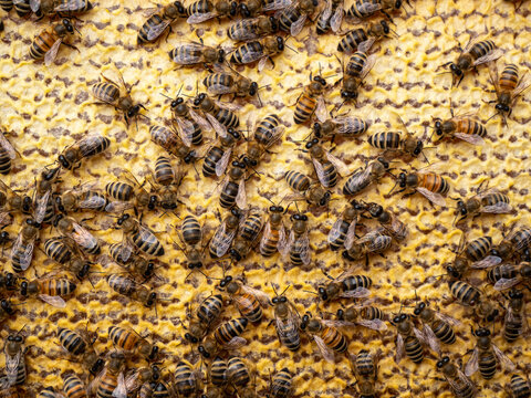 Bees close honey in combs. For long-term storage, honey bees are closed in combs.