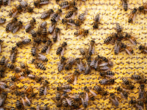 Bees close honey in combs. 
For long-term storage, honey bees are closed in combs.
