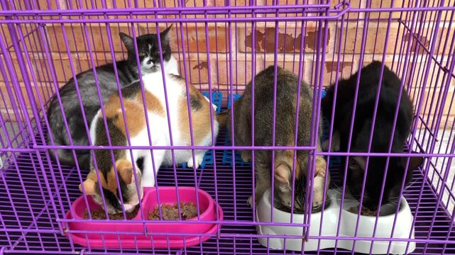 Group of domestic cats eating food inside a purple metal wire cage.