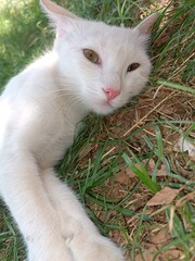 cat on grass © Esmanur