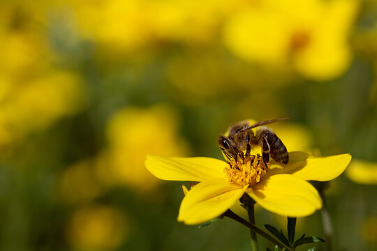 A small honeybee is perched on a yellow flower. In the background are other yellow flowers in a flower meadow.