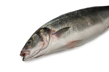 Fototapeta premium Commercial stock photo of a macro close-up of a raw sea bass head and silver scales