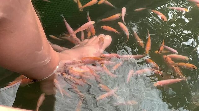Close up view of human foot submerged in clear water during fish spa pedicure treatment with small doctor fish nibbling skin.