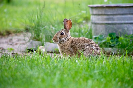 side profile rabbit in the grass