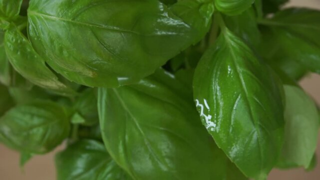 Organic green basil growing. Nature healthy food backdrop.Vegetarian concept. Italian herbs, aromatic Basils plant rotating, closeup, macro shot . 