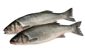 Fototapeta premium Commercial stock photo of two whole fresh raw sea bass fish isolated on a white background