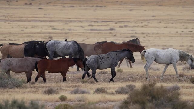 Herd of wild horses walking through the desert in Utah through the dry grass.