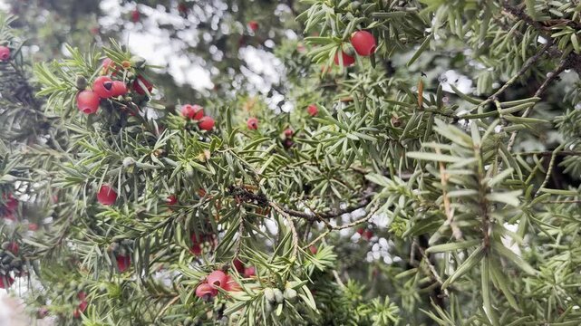 Branches of a yew tree with ripe red berries growing in an urban environment.