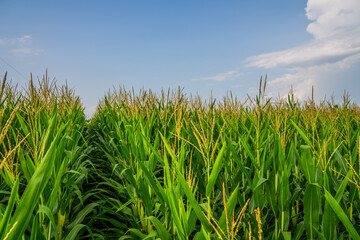 Obraz premium Cornfield On a Farm