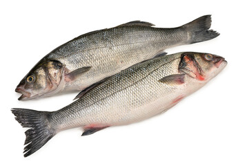 Fototapeta premium Commercial stock photo of two fresh raw sea bass fish isolated on white