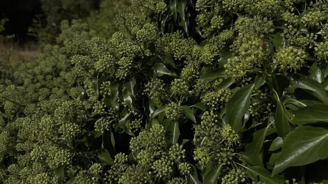 Persian ivy, Hedera colchica, with numerous bees and bumblebees visiting its small flowers in a botanical garden.