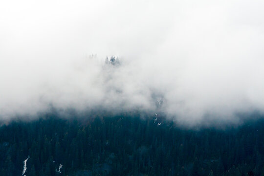 Evergreen trees in heavy fog, Glacier Bay National Park, Alaska