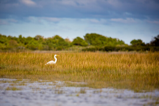 A Great Egret in salt marsh wetlands at Assateague Island National Seashore, Maryland