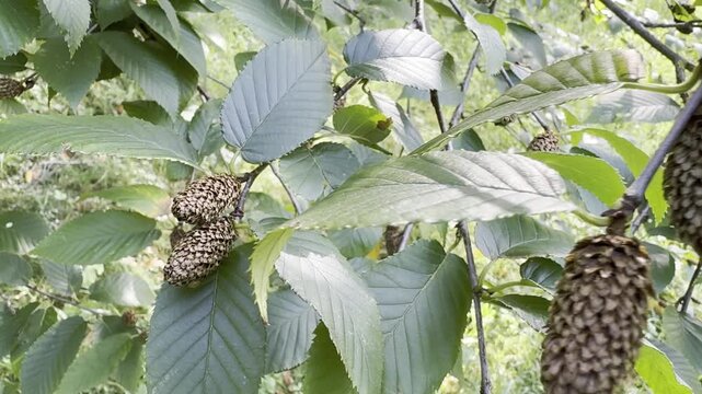 Allegheny birch, or yellow birch, a deciduous tree species with distinctive bark and green foliage, growing in a botanical garden.