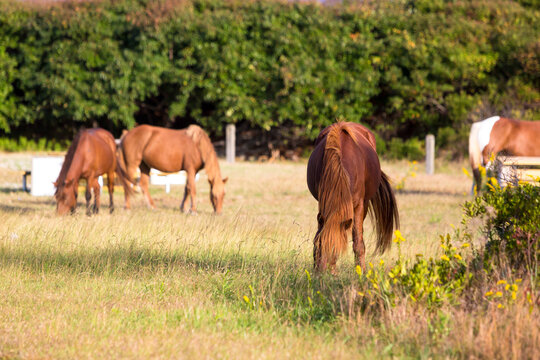 Wild ponies grazing at Assateague Island National Seashore