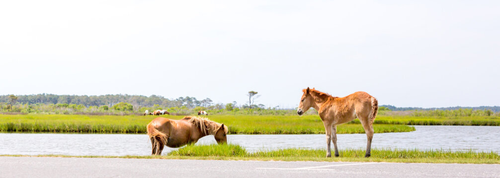 A mother and foal pony grazing on marsh grasses at Assateague Island National Seashore, Maryland
