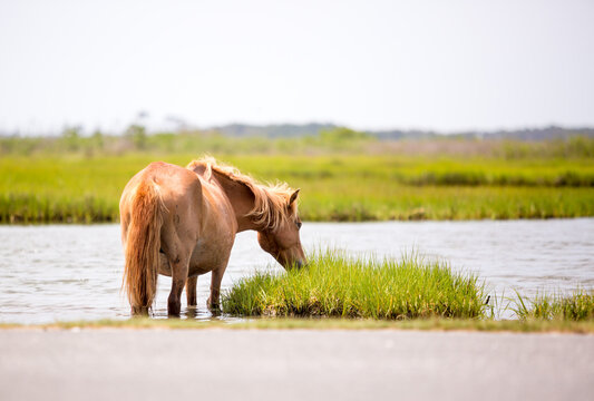 A wild pony grazing on marsh grasses at Assateague Island National Seashore, Maryland
