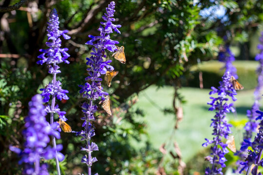Grass Skipper butterflies perched on Mealy Blue Sage blooms