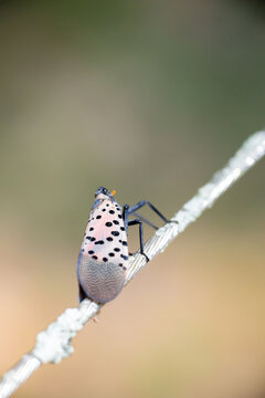 An invasive Spotted Lanternfly perched on a wire