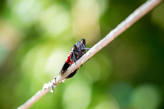 An invasive Spotted Lanternfly perched on a wire