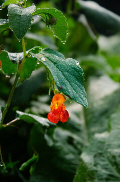 Dripping plant 