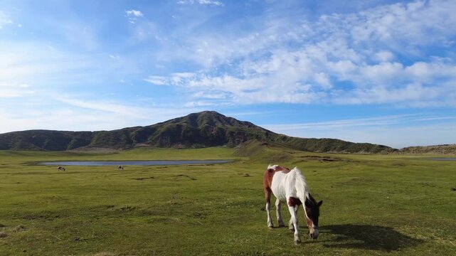 草千里ヶ浜の馬　新緑　春