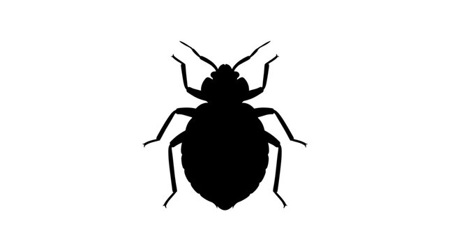 Black silhouette of a bed bug on a white background