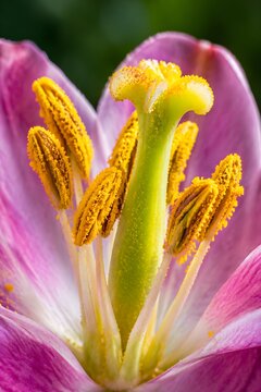 Flower reproductive structures covered in fresh pollen after cross pollination with vibrant natural colors