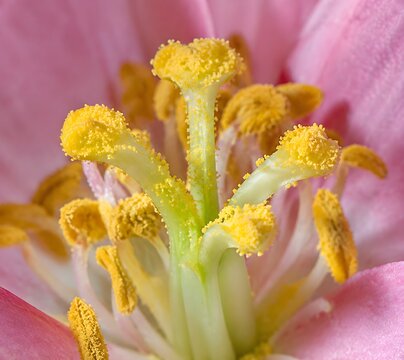 Flower center showing fresh pollen deposition after insect visitation with visible pollen grains distributed across the surface