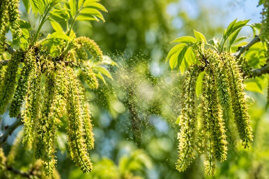 Walnut flower clusters on neighboring trees releasing fine pollen into spring air during cross pollination