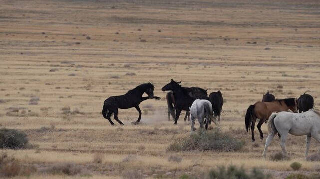 Two wild horses, taunting each other in slow motion in the wide open Utah landscape.