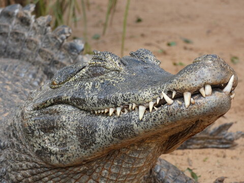 Yacare Caiman Head in Close-Up During Sunbathing