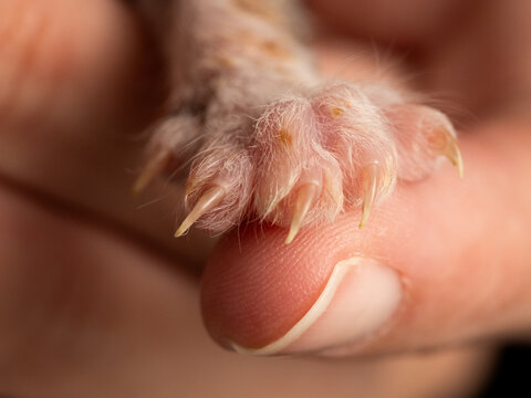 Extremely close up of a tiny newborn kitten paw with visible claws resting on human finger, detailed warm macro photo of small baby cat feet and toes