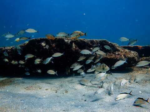 coral reef with school of fish 