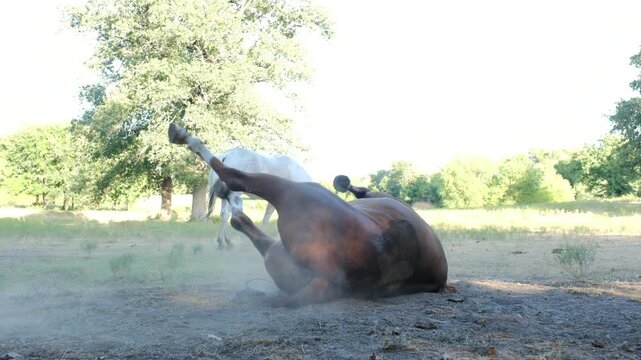 Sorrel gelding horse rolling for a dust bath in a farm field
