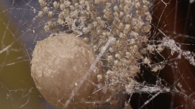 Macro view of newborn brown widow spiderling cluster by egg cocoon
