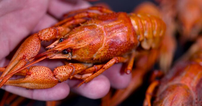 Red boiled crayfish on a dark surface, a bunch of hot boiled crayfish with claws ready to eat at a party