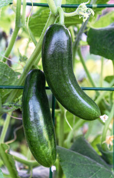 Two glossy dark green cucumbers hang side by side from a vine on a garden trellis, surrounded by fresh leaves. Suits farm to table branding, grocery ads and organic vegetable marketing.