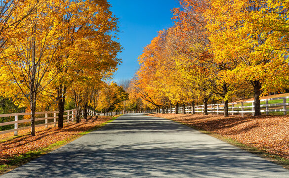 Golden maple trees at Woodstock Vermont in Autumn - Old River Road
