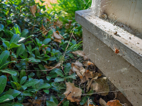 Spider web clinging to house siding next to garden bushes