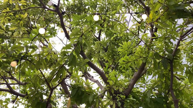 Bottom view of cozy warm garland light bulbs hanging on branches of a green mango tree, creating a festive decorative canopy in an outdoor patio garden, perfect for stock video footages on backyard ce